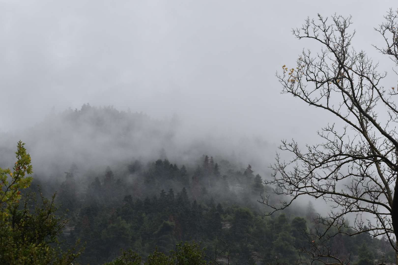 Ομίχλη στο δάσος